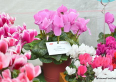 Een andere nieuwe introductie is Halios HD Lavender, speciaal aan deze cyclamen van Morel is de grote bloem, zeer goed aangepast aan warme groeiomstandigheden, voor oktober november en maakt gemakkelijk een goede plantmaat voor 13-17 cm pot en het is een trendy kleur.